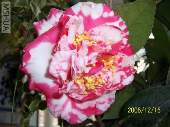 2006-12-16 003.jpg